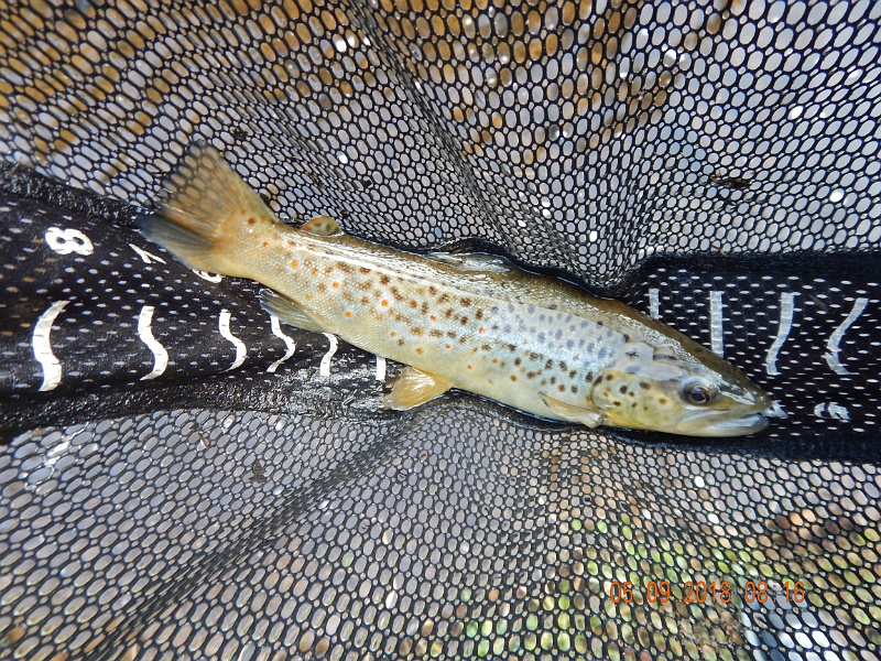 DSCN3185.jpg - Hey, a brown.