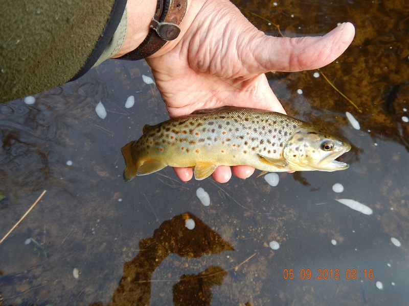 DSCN3186.jpg - And a pretty one at that.