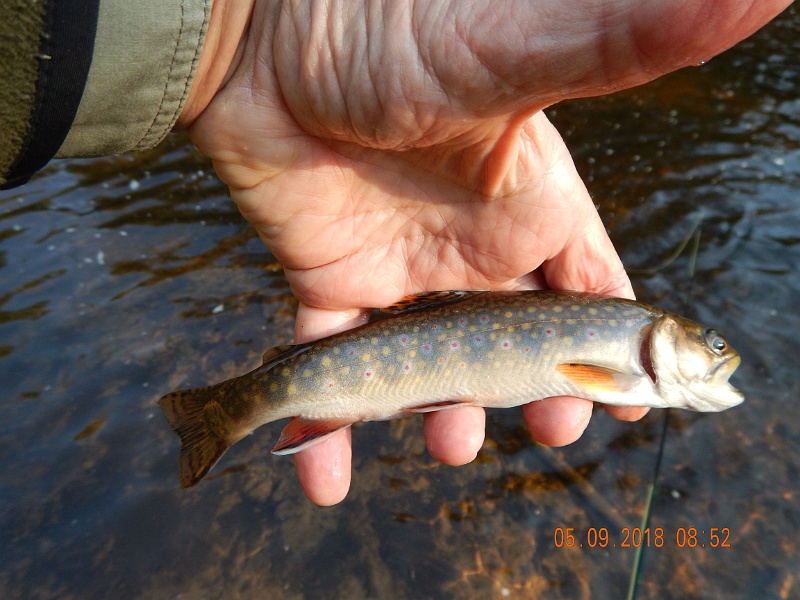 DSCN3190.jpg - Better pic of the brookie.