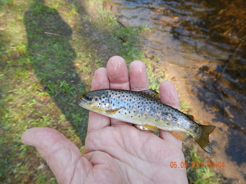 DSCN3191.jpg - Then another small brown.