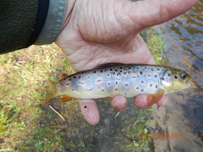 DSCN3192.jpg - And then another brown.