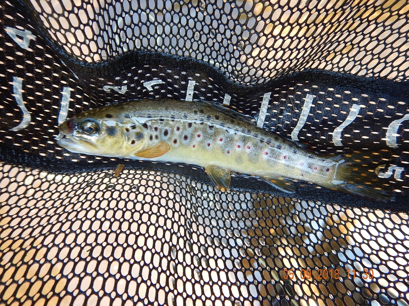 DSCN3196.jpg - My, My, My, another brown. I must have been doing something right.
