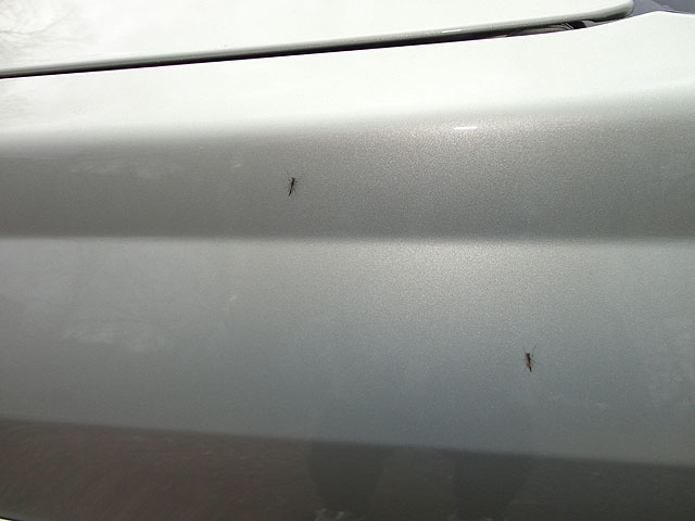 DSC00513.jpg -                                Even the bugs were out.  Pic of bugs on the fender
