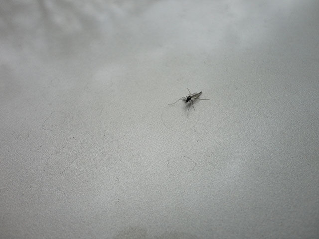 DSC00515.jpg -                                Close up of the midge that was hatching