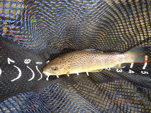 DSCN0167.jpg -                                Then another.  When everyone else was fishing nymphs, I was catching trout with dry flies.