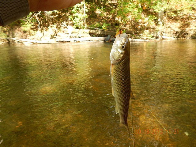 DSCN0172.jpg -                                Then, more trout imposters.  Drat.