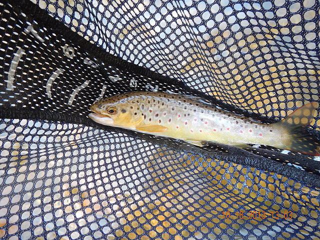 DSCN0181.jpg -                                Gary E. got this beauty.