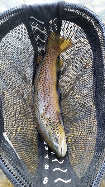 20161108_103732.jpg - We got this one pretty brown 