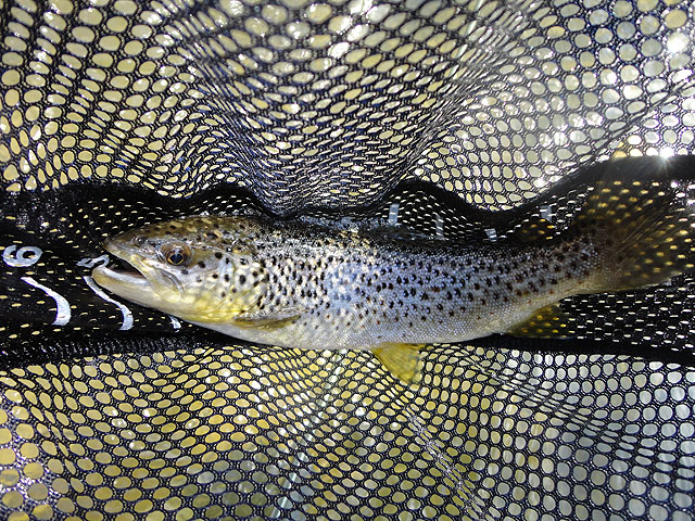 DSC01414.jpg -                                My camera only allowed me to save one pic without a memory card.  This was it.  A little Brown.