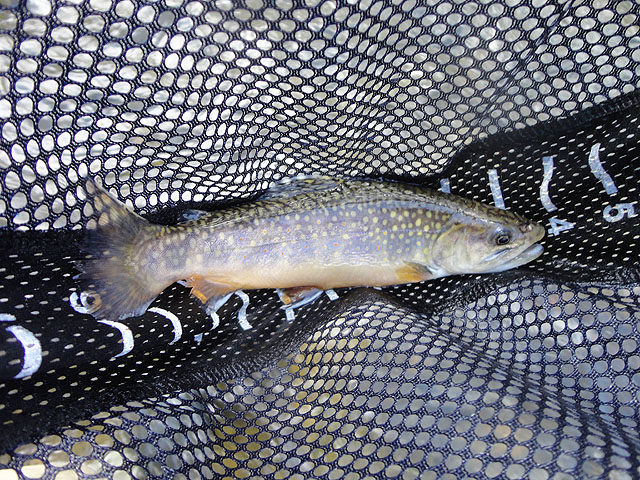 DSC01415.jpg -                                