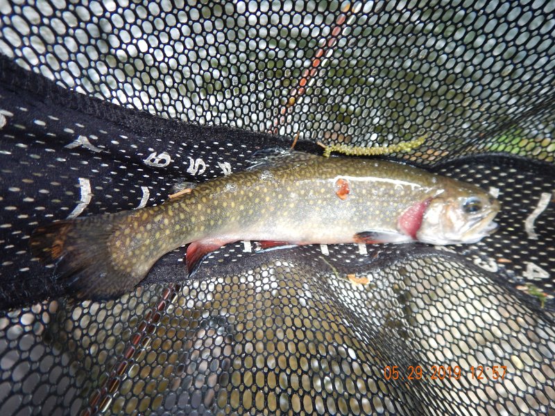 $YellowBreeches1007$.jpg - Then another.  I could get the small ones across the current but the large fish simply dove into the fast water and broke off.