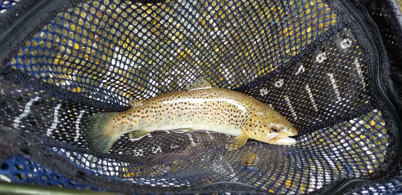 $YellowBreeches1a002$.jpg - Looks like a closer pic of the same fish but pretty anyway