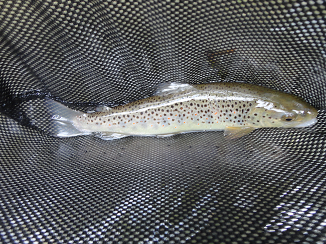 DSC00204001.jpg - Clarks trout 4