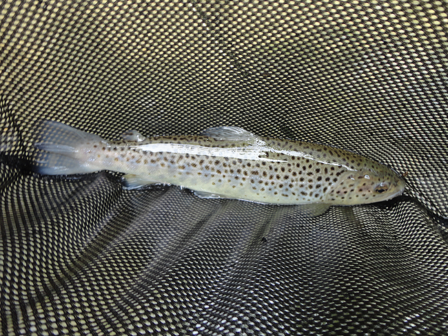 DSC00205001.jpg - Breeches trout 1