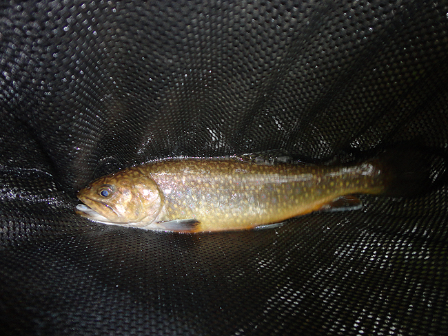 DSC00209001.jpg - Clarks trout 1