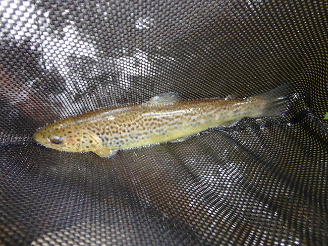 DSC00210001.jpg - Clarks trout 2