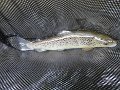 DSC00204001