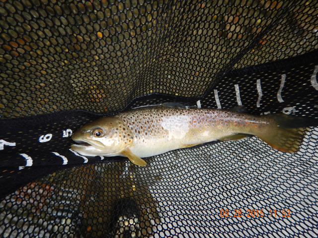 DSCN0638.jpg -                                And there were browns there too!