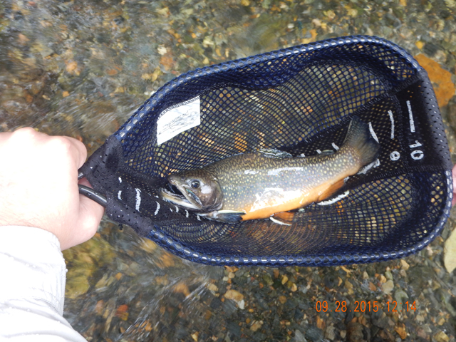 DSCN0640.jpg -                                Gary got this mature brookie.