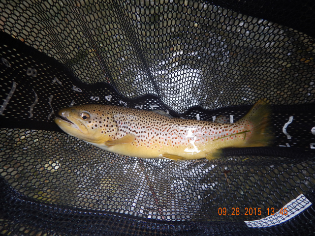 DSCN0649.jpg -                                Most fish were about this size...solid 14 inchers or maybe a bit bigger.