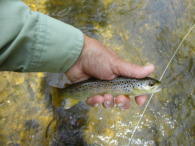 DSC01159.jpg -                                And it was one after another.  My camera malfunctioned so I didn't take pics of all the fish but you get the idea....banner day!