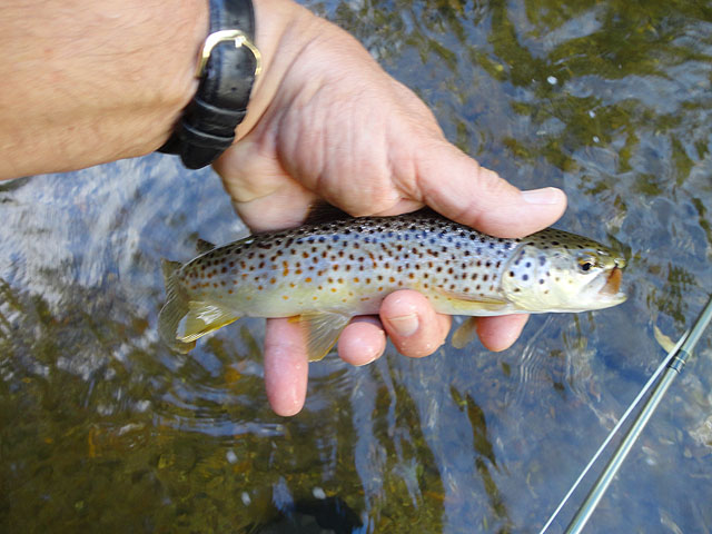 DSC01171.jpg - Still, all these fish were caught on the surface.                               