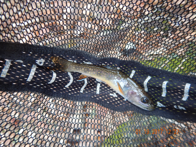 DSCN1823.jpg -                I was amazed at how thin this brookie is and we are only part way through the winter.                