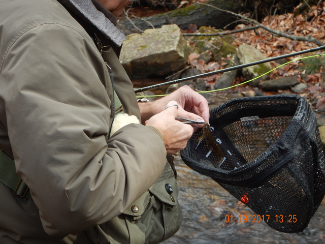 DSCN1830.jpg -                                We use the nets to make sure we touch the fish as little as possible.