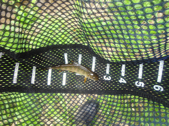 DSC01572.jpg -                                