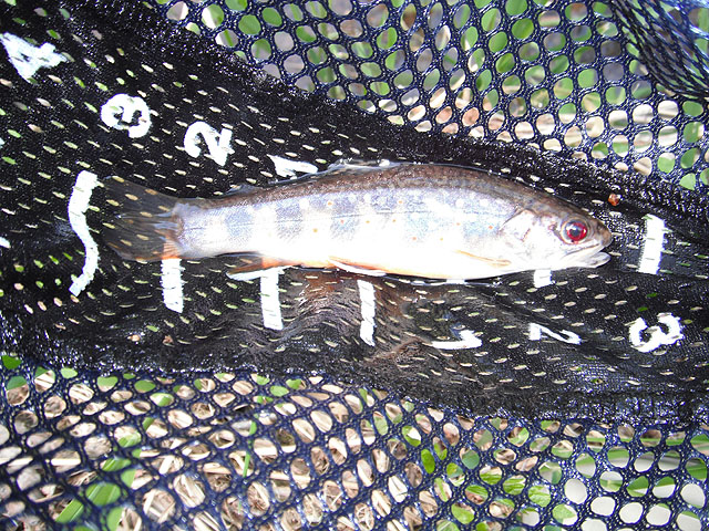 DSCF0347.jpg