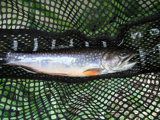 DSCF0353.jpg