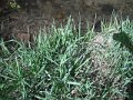 DSCF0356