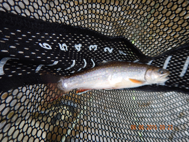 DSCN0417.jpg -                                Fish taken from Cross Fork Creek
