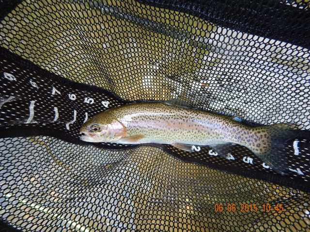 DSCN0421.jpg -                                Stocked Rainbow from Cross Fork