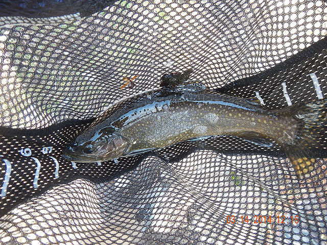 DSCN0422.jpg -                                Last of the tripple play, a nice brookie.