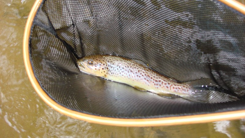 3-26-10b.JPG