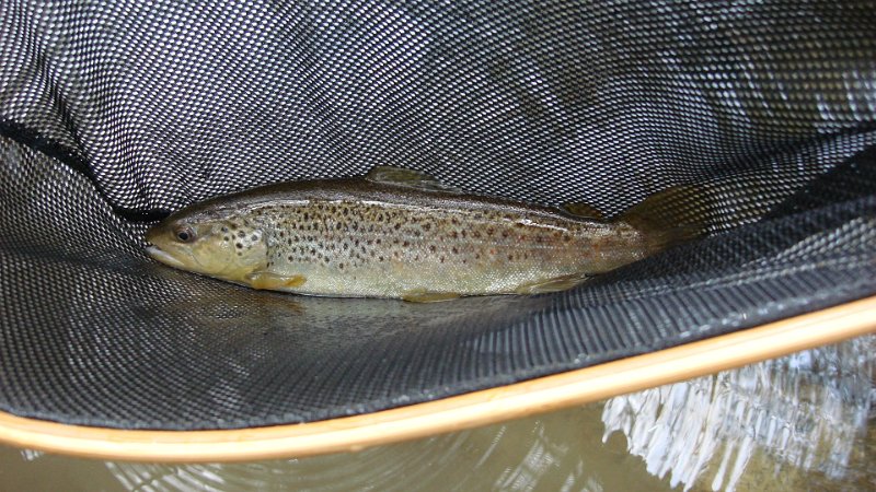 Trout1.JPG