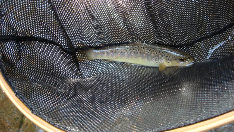 Trout2.JPG