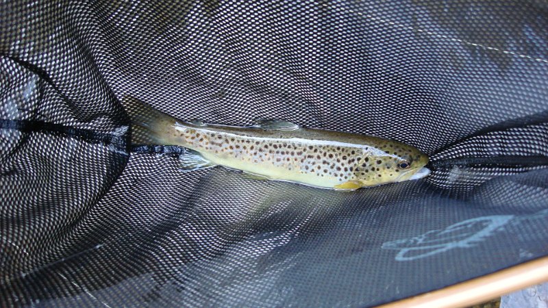 Trout4JPG.JPG