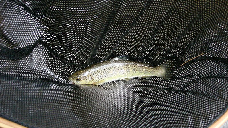 Trout5.JPG