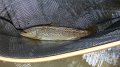 Trout1
