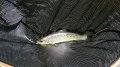 Trout5