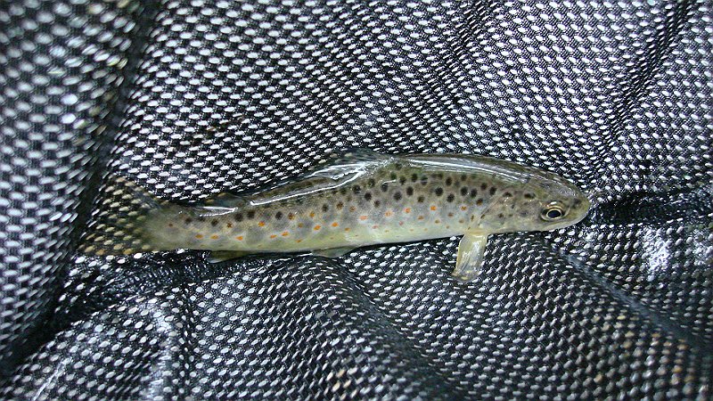 DSC02743.JPG