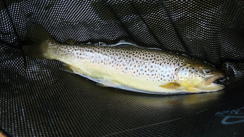 DSC02706.JPG