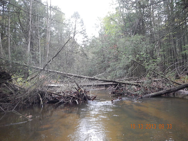 DSCN0156.jpg -                                Lots of debris falling into the stream.  Hopefully it will provide structure for resident fish.