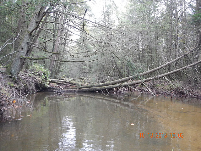 DSCN0161.jpg -                                Just another look at the trees falling into the stream.