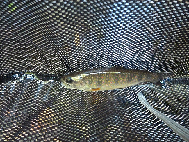 P1000419.JPG
