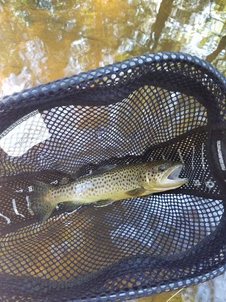20171003_111630.jpg - I didn't touch a fish this trip.  Gary was in the right spot at the right time.  Here is one he got...phone pic.