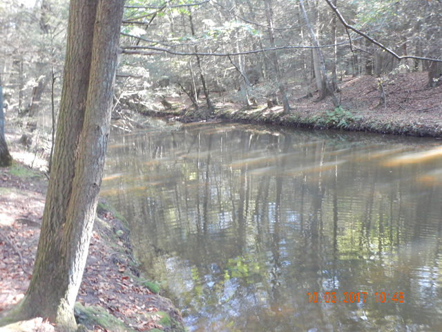 DSCN2698.jpg -                                Windfalls have the stream clogged. If you like fishing still water, this is your stream.