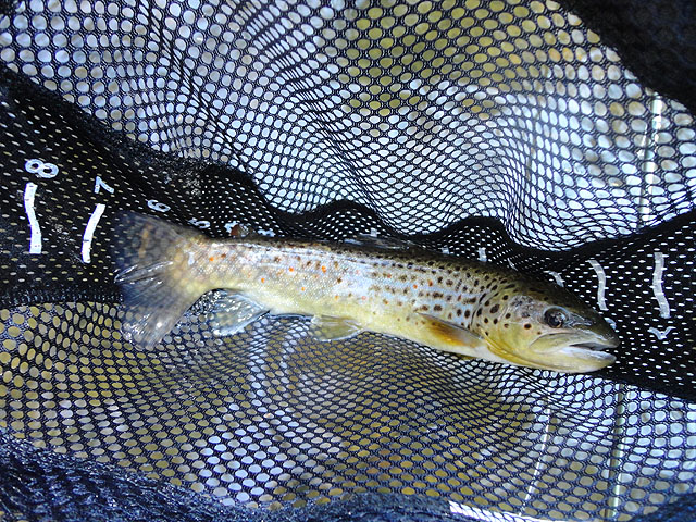 DSC01365.jpg -                       Another for me         